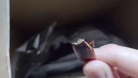 崽崽吃瓜视频在线播放免费,免费在线观看，揭秘娱乐圈幕后故事